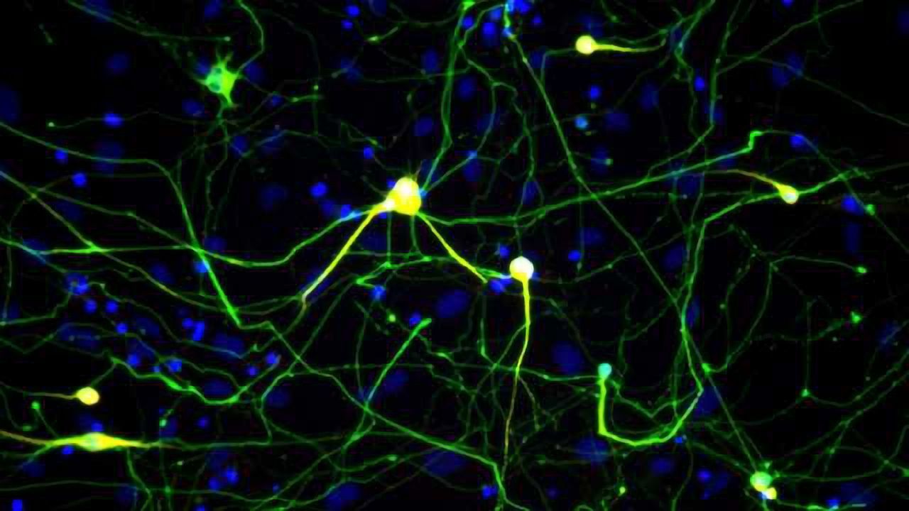 Induced Neuronal Cells Validated on an Epigenomic Level