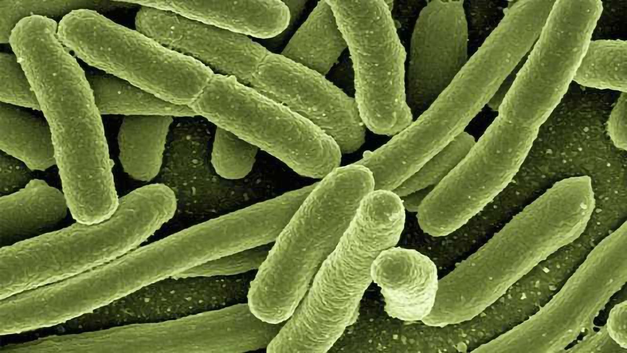 Poo Transplant Shows Promise in Prelim Study for Ulcerative Colitis