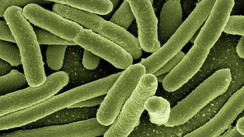Poo Transplant Shows Promise in Prelim Study for Ulcerative Colitis