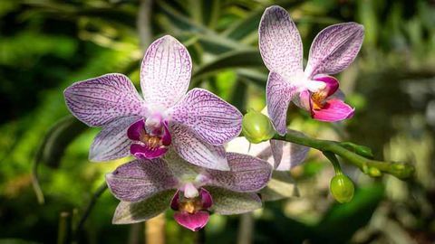 Novelty in Plants: The Effects of Genome Doubling
