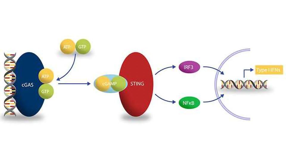 BellBrook Labs Launches Transcreener cGAS Activity Assay to Accelerate Drug Discovery content piece image