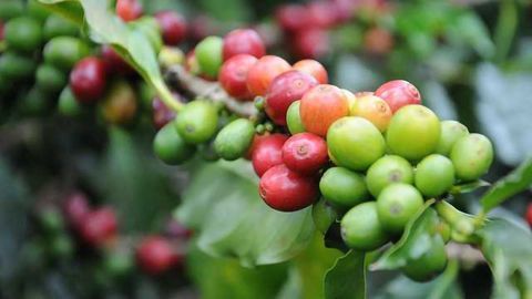 How Could Extinction Threat Affect Coffee Farming?