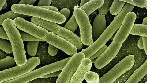 "Shortcut" Transforms Terpene Biosynthesis in E. Coli