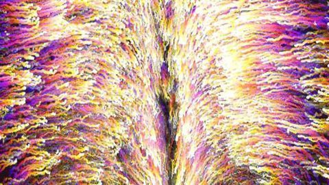 Embryonic Chick Study Reveals How Cells are Recruited to Form Hindgut