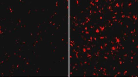 Protein Interactions Shed Light on Ebola Virus Replication