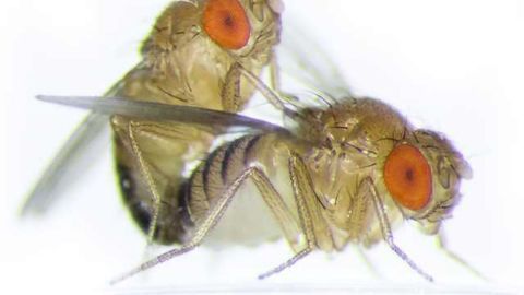 Female Fruit Flies’ Sexual Partner Count Influences Selection