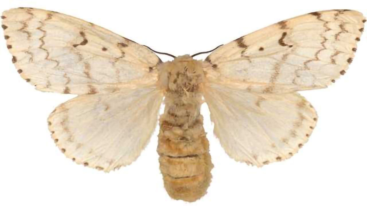 Small Moth’s Big Genome Could Be Key to Ending Deforestation