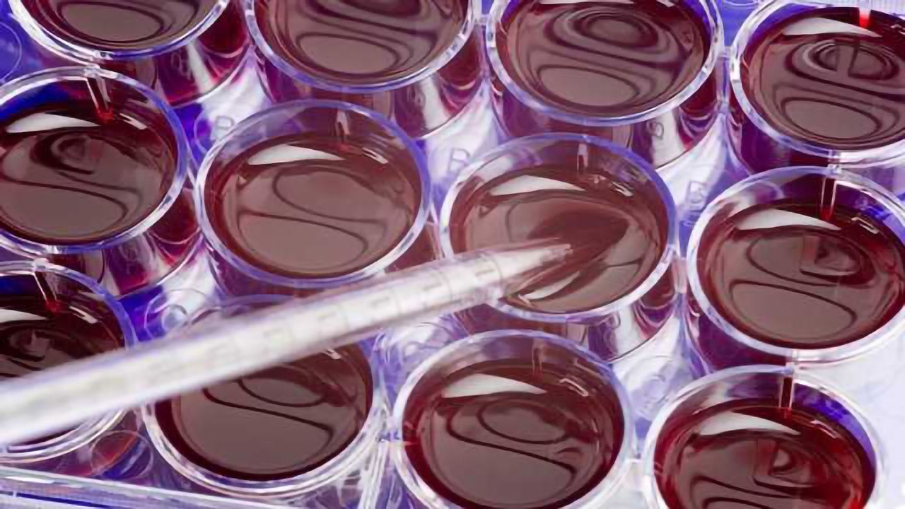 World’s First Genetically Enhanced Human Vascular Cells
