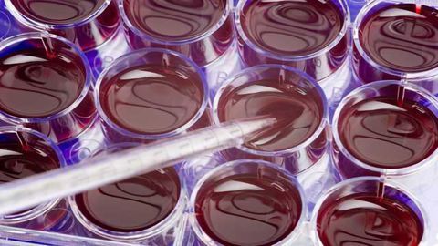 World’s First Genetically Enhanced Human Vascular Cells
