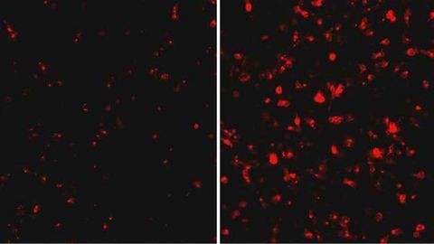 Another Piece of Ebola Virus Puzzle