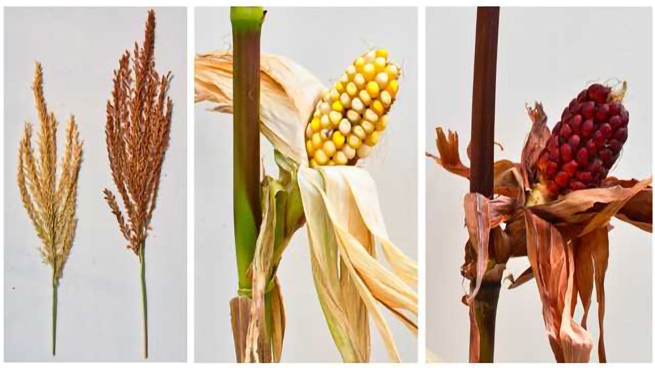 58 Year Old Mutation Mystery May Be 'Corn'erstone of Plant Biology