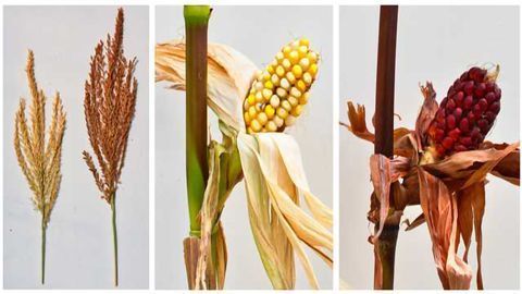 58 Year Old Mutation Mystery May Be 'Corn'erstone of Plant Biology