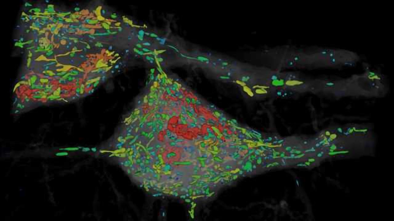 Now Anyone Can Tour the Fly Brain