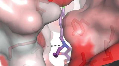 Targeting Tiny "Pocket" to Treat Stroke and Seizure