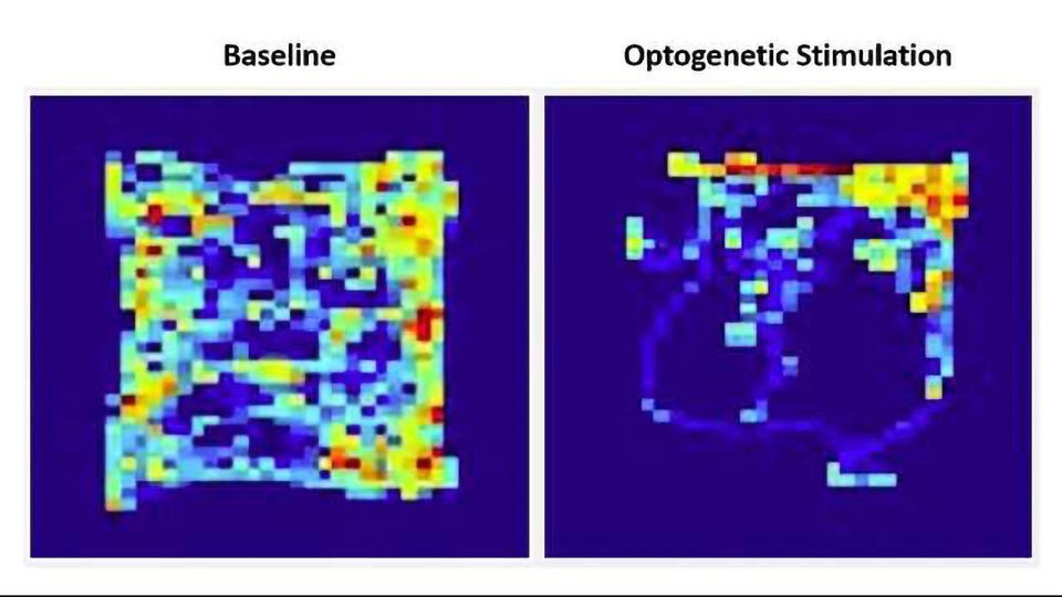 The Surprising Role of the Cerebellum in Reward and Social Behaviors content piece image