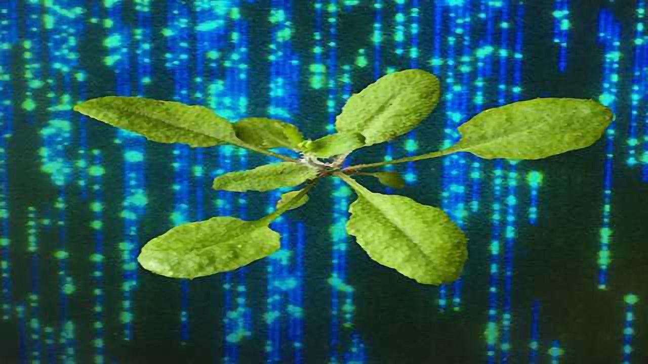 ‘Holy Grail’ Sequencing Technique Shines Light on Transgenic Plants