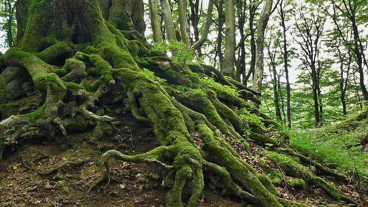 Branching Out: The Peptide That Controls Root Spacing