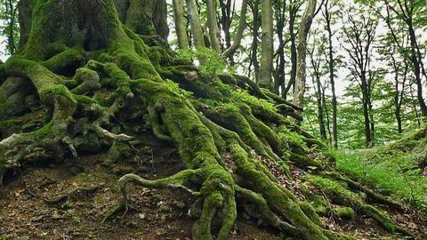 Branching Out: The Peptide That Controls Root Spacing