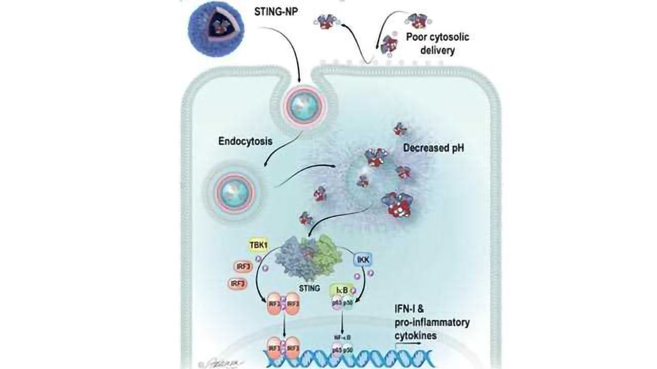 Targeting Tumor-infiltrating Immune Cells to Get Them to Fight