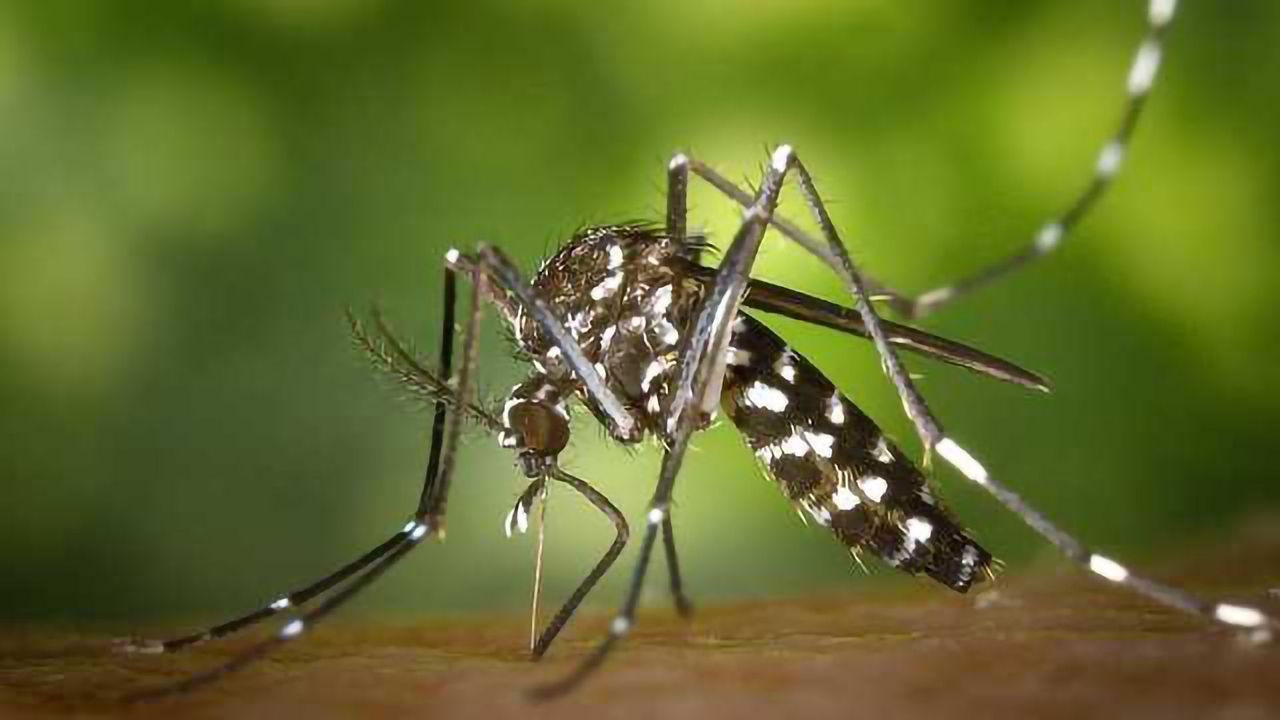 Is Malaria Eradication in Sight?