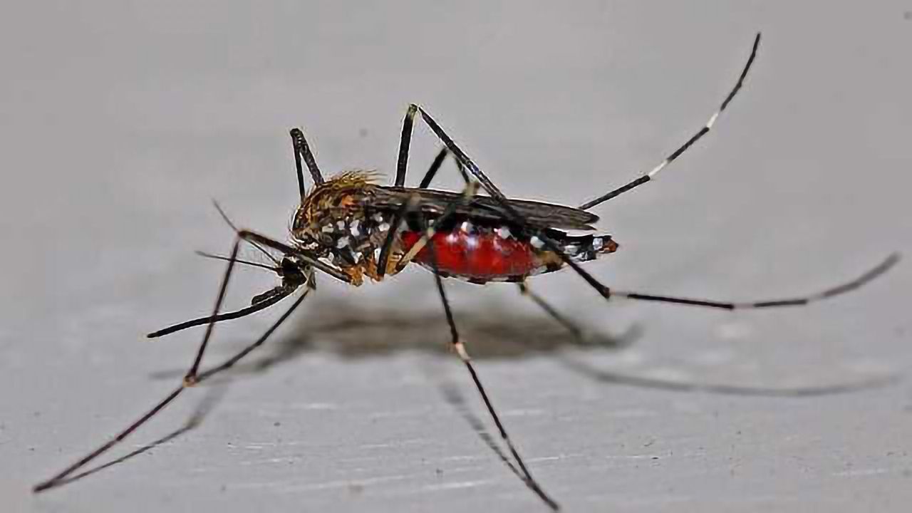 Possible Protection from Zika Symptoms Thanks to Dengue Immunity