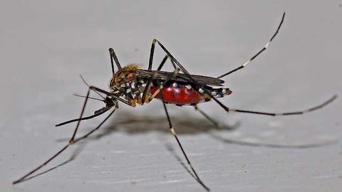 Possible Protection from Zika Symptoms Thanks to Dengue Immunity