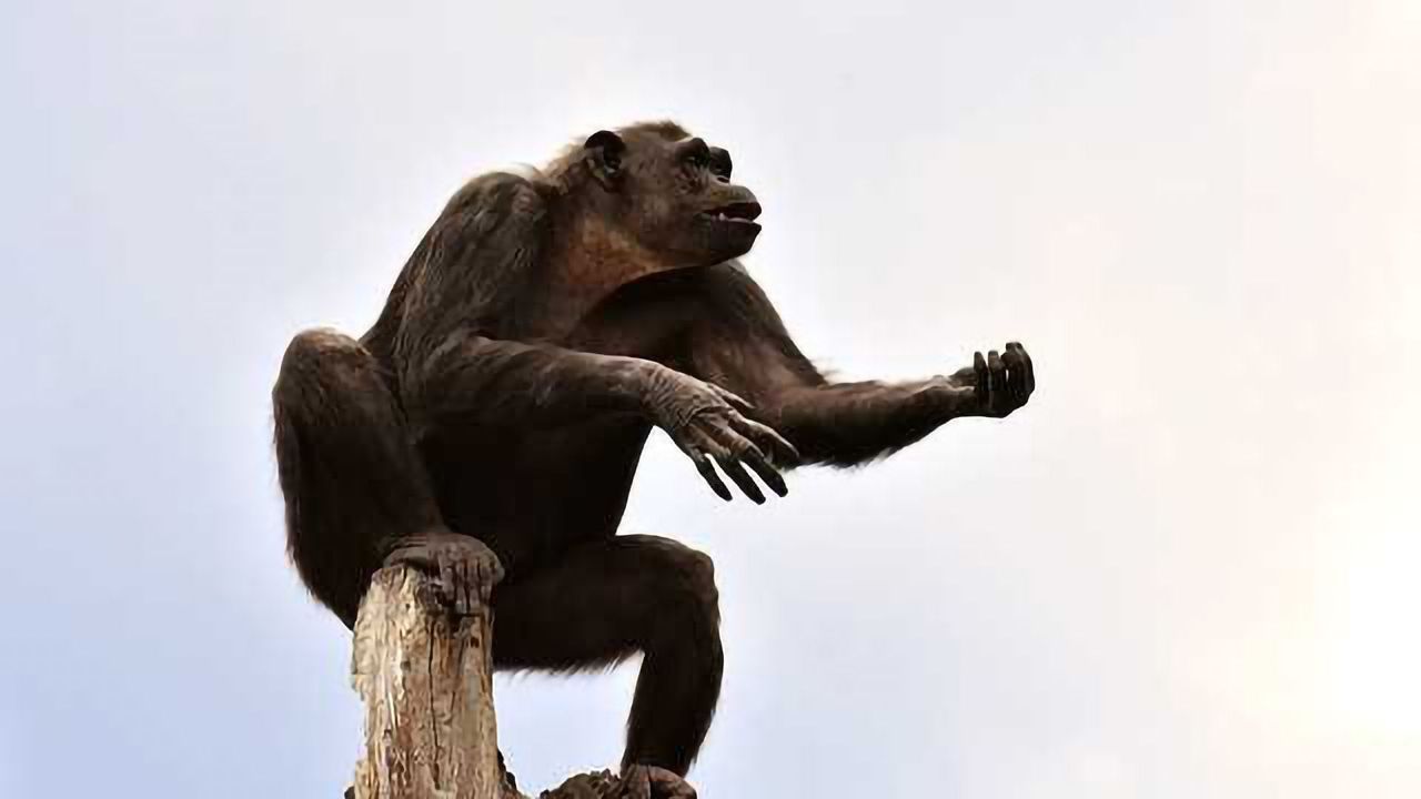 Annual Mutation Rate is One-third Lower in Humans Than in Apes
