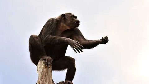 Annual Mutation Rate is One-third Lower in Humans Than in Apes