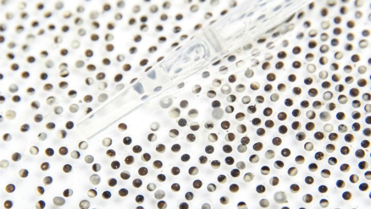 A Leap in the Right Direction: Frog Eggs and DNA Damage