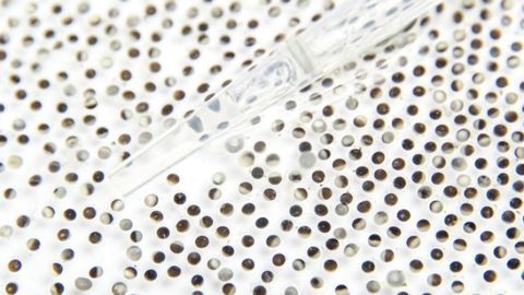 A Leap in the Right Direction: Frog Eggs and DNA Damage
