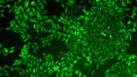 Tick-tock: Drug Could Stop Cancer Cells’ Biological Clock
