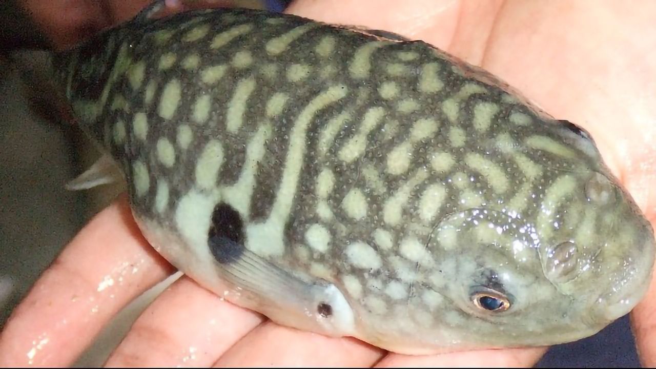 Why Does a Deadly Delicacy Taste So Good?