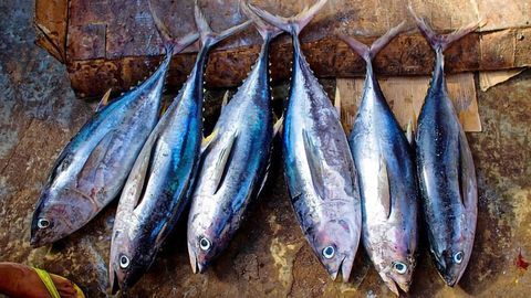 Understanding Variations in Mercury Levels in Tuna