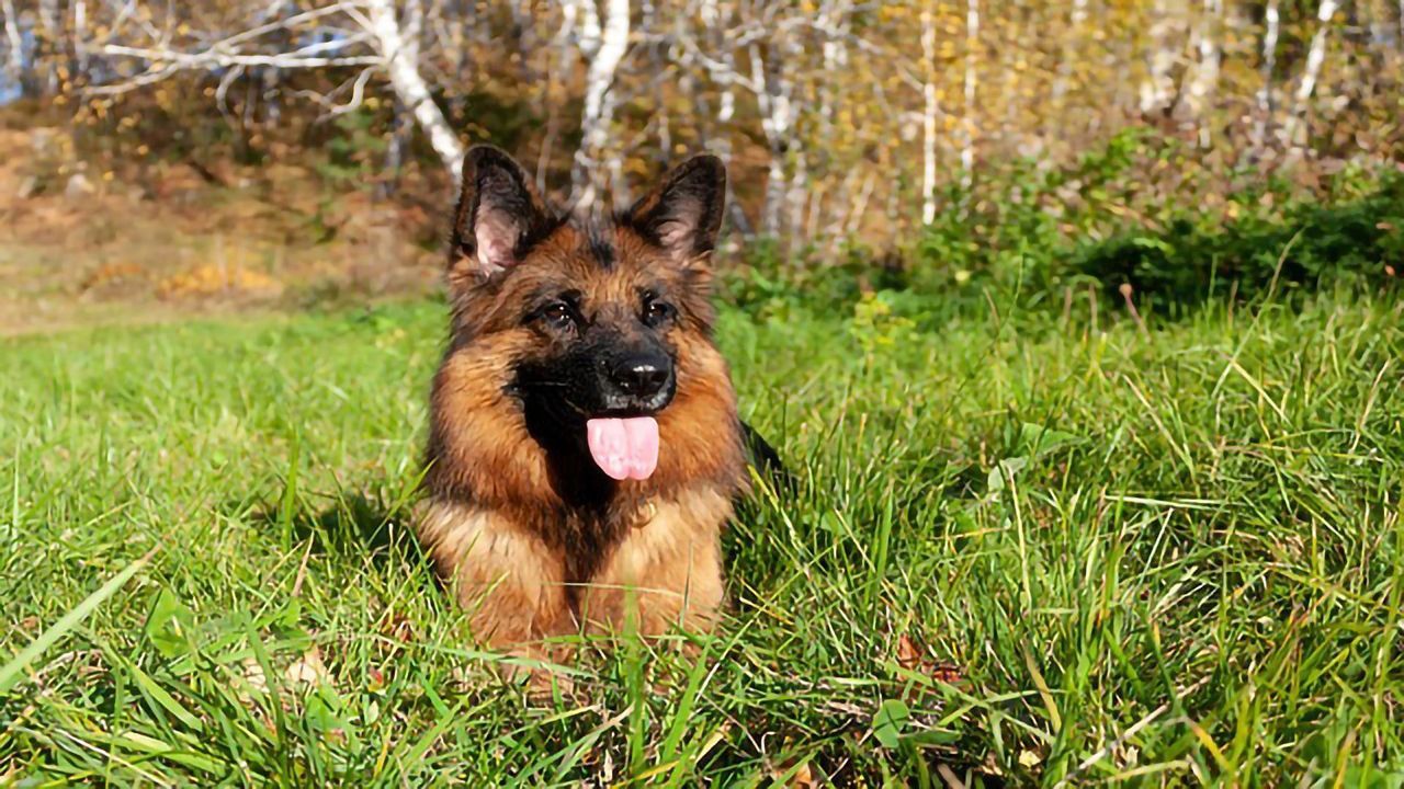 Genome Overlap in Human Mental Disorders and Canine Behavior