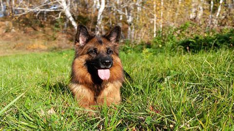 Genome Overlap in Human Mental Disorders and Canine Behavior