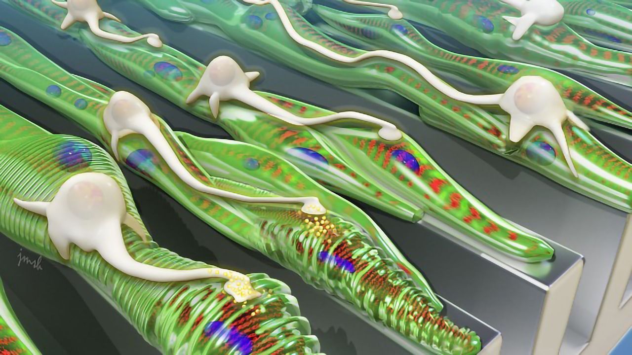Neurons Integrate Better with Muscle Grown on Grooved Platforms