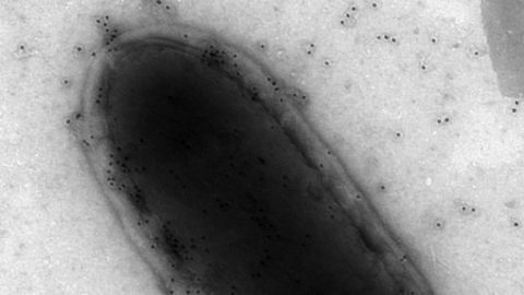 EnABLe(ing) Better Food-borne Pathogen Detection