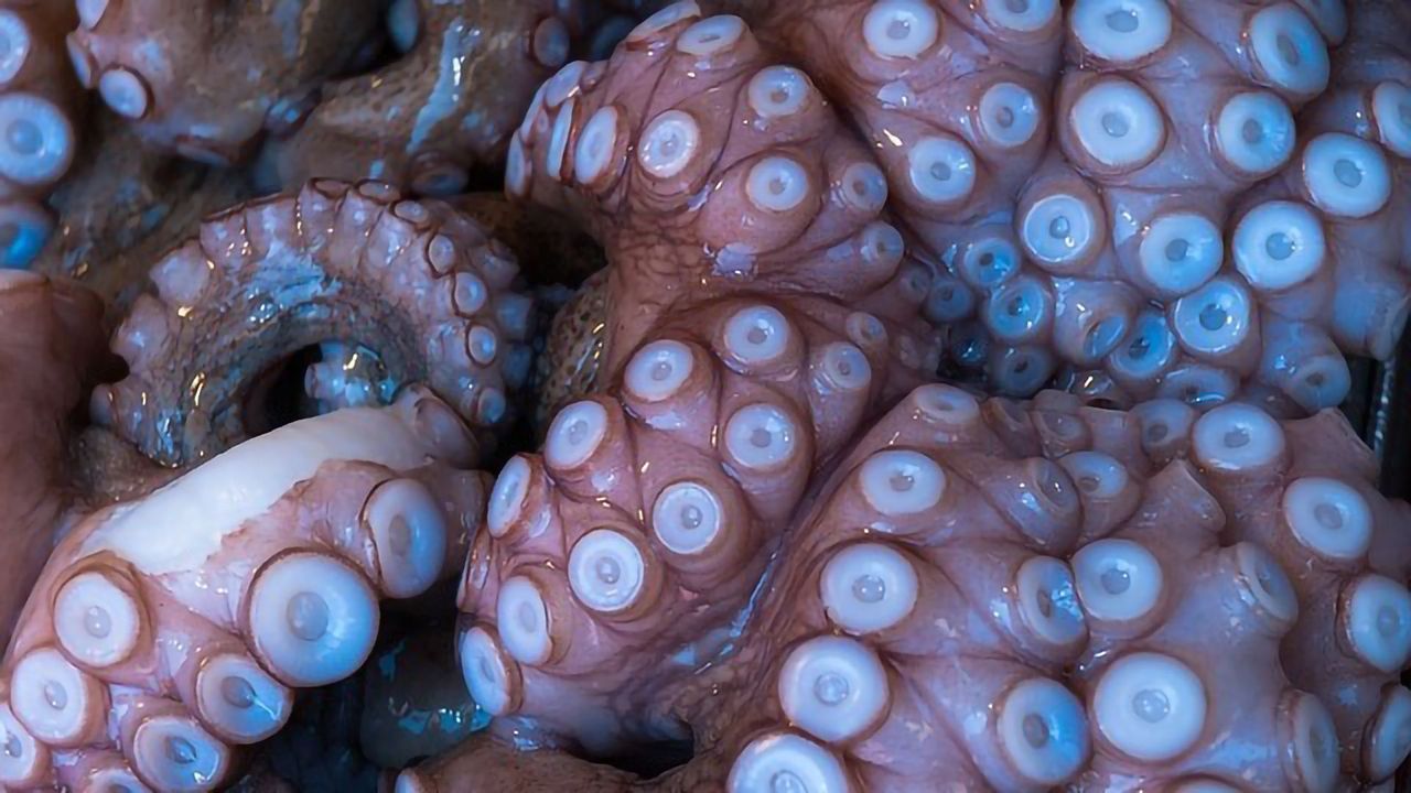 Far Reaching Impact of Octopus Farming