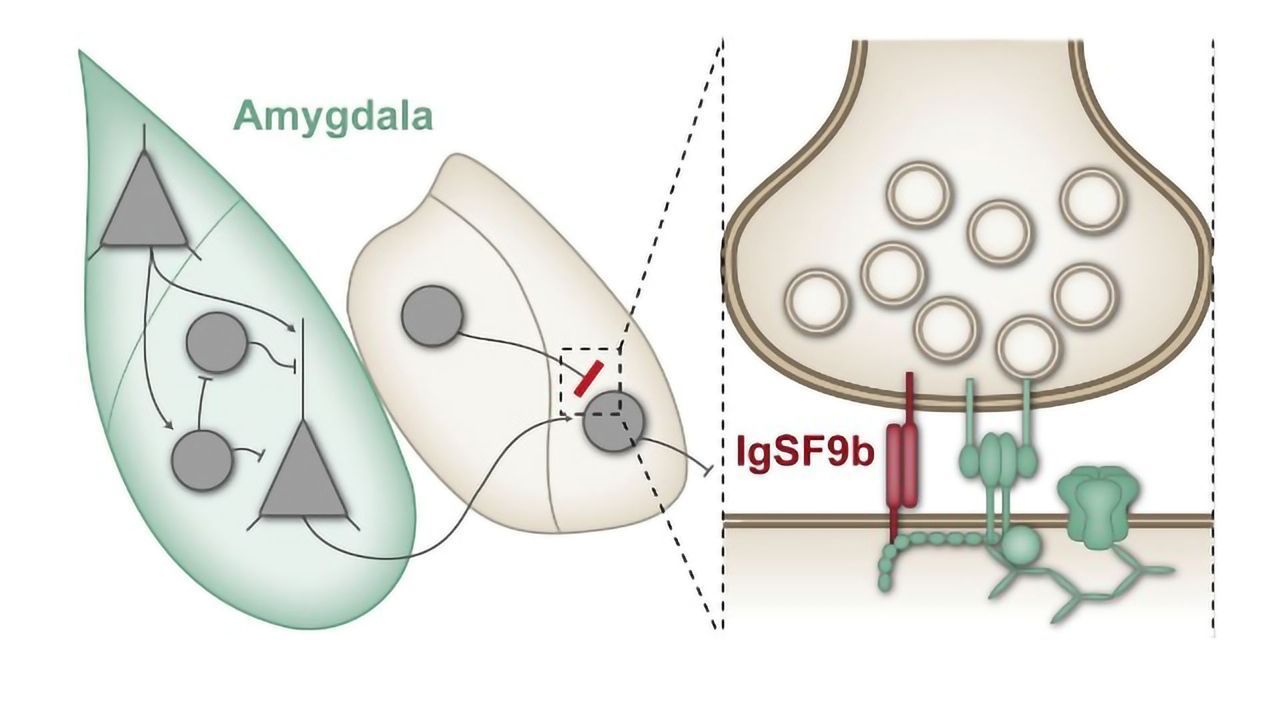 Synaptic Protein Regulates Anxiety Behavior in Mice