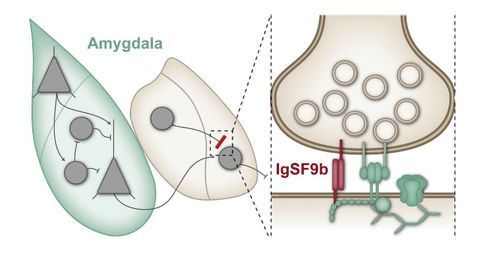 Synaptic Protein Regulates Anxiety Behavior in Mice
