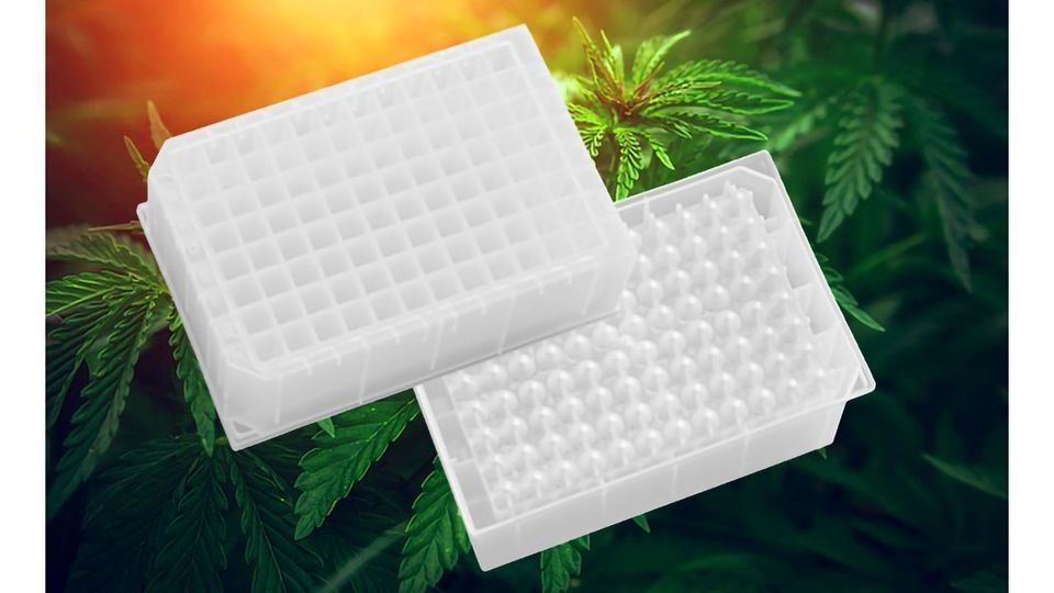 Preparing Samples of Cannabis Plant for THC/CBD Analysis content piece image