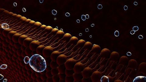 An Integrative Approach to Studying Lipid Biology