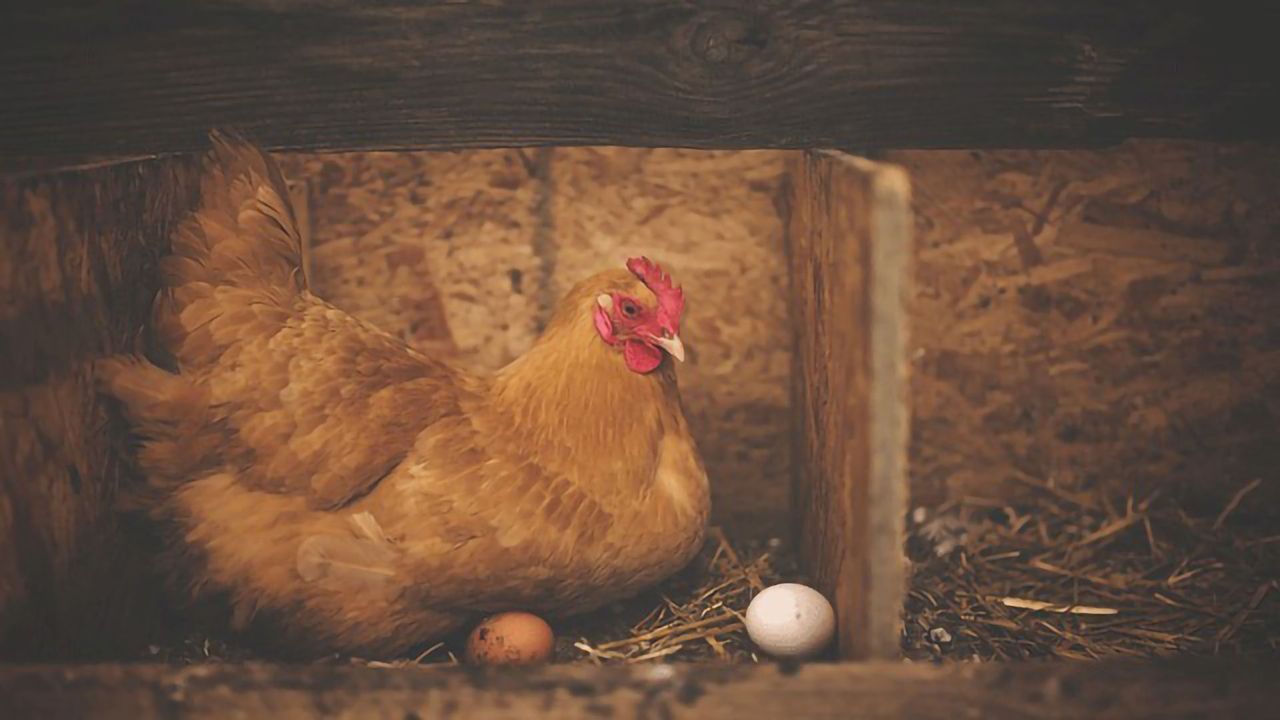 Hen Eggs Set to Crack Future Drug Production