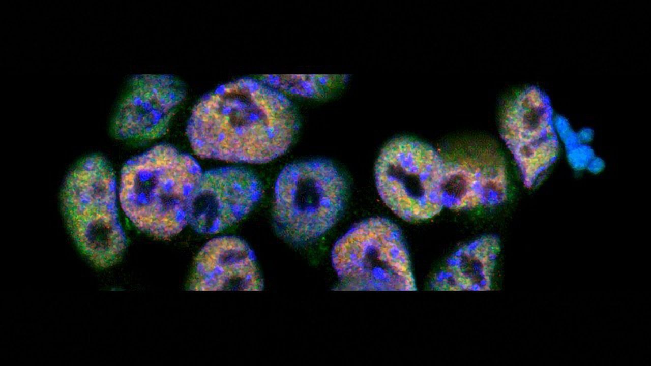 Kick-starting the Genome in Early Development