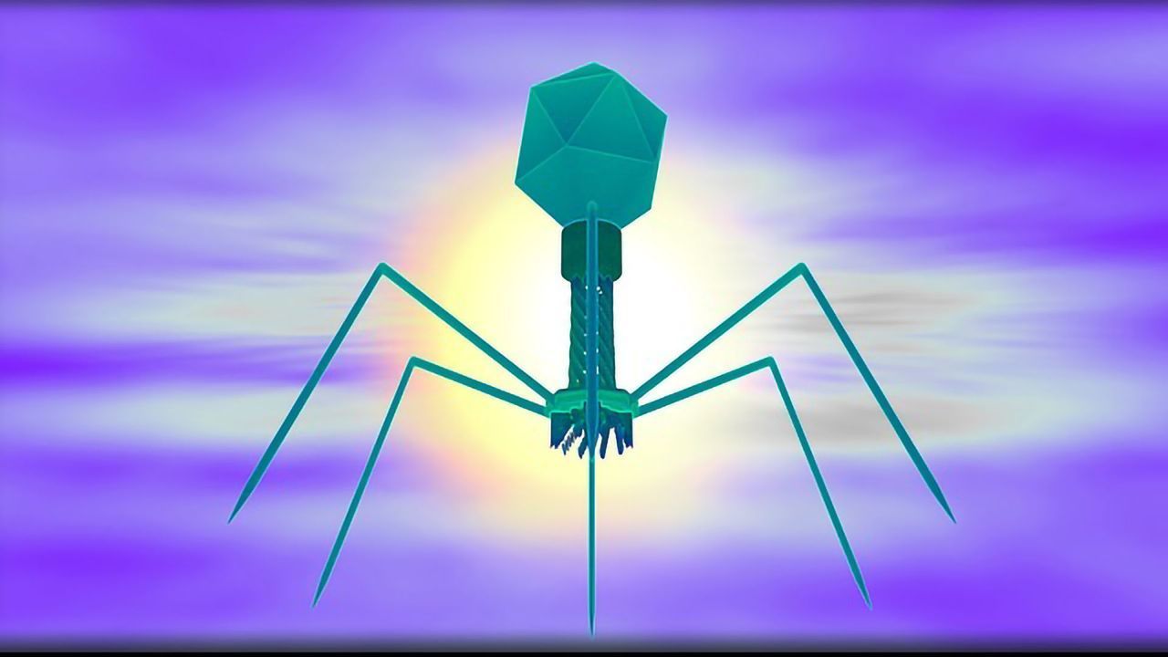 Gut Bacteria Preyed on by Giant Viruses