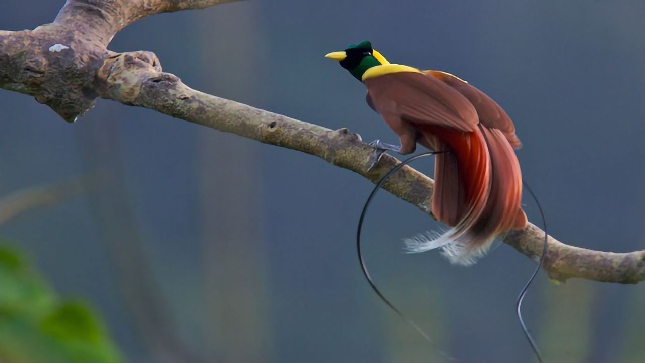 Birds-of-Paradise: Novel Genome Findings