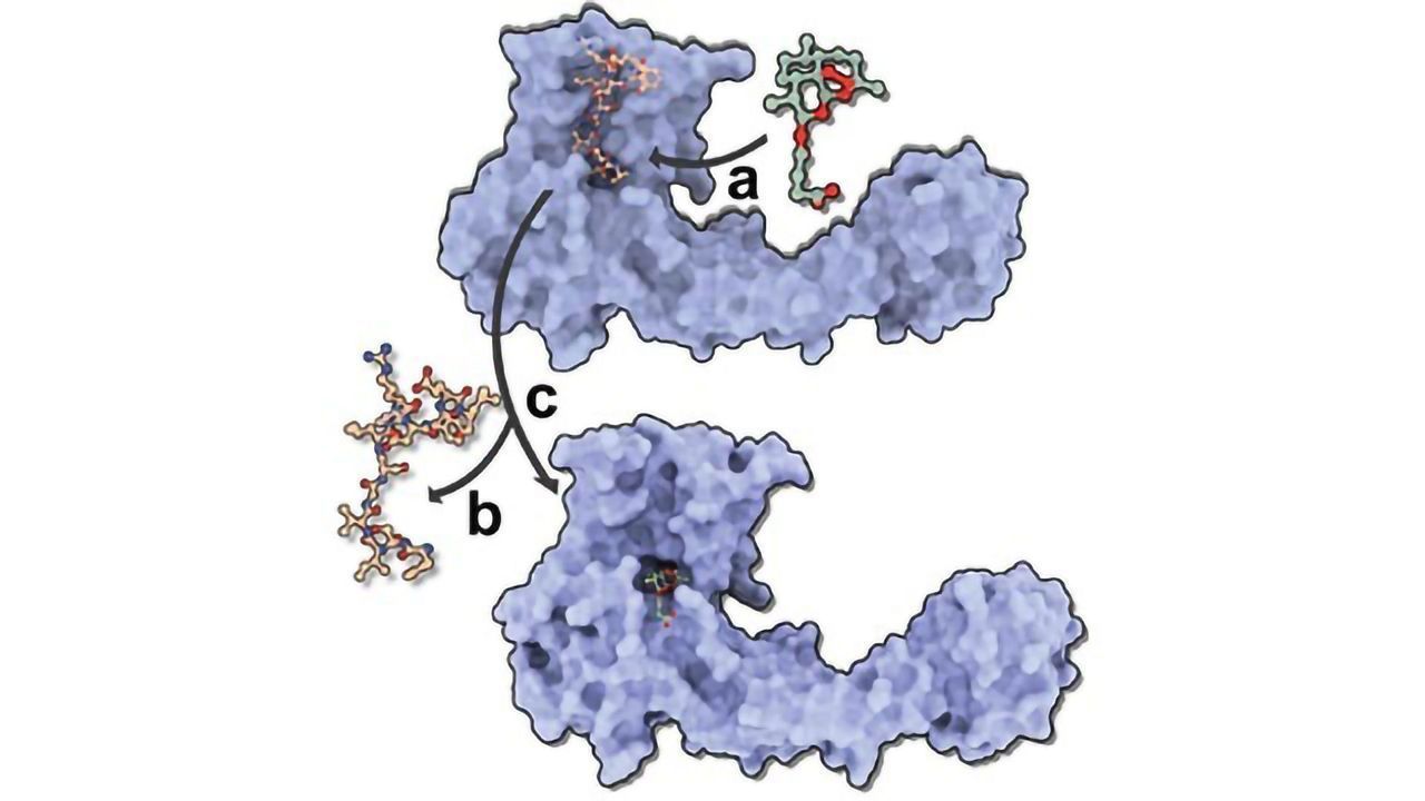 Molecular Effectiveness of Antimalarial Drug Unveiled