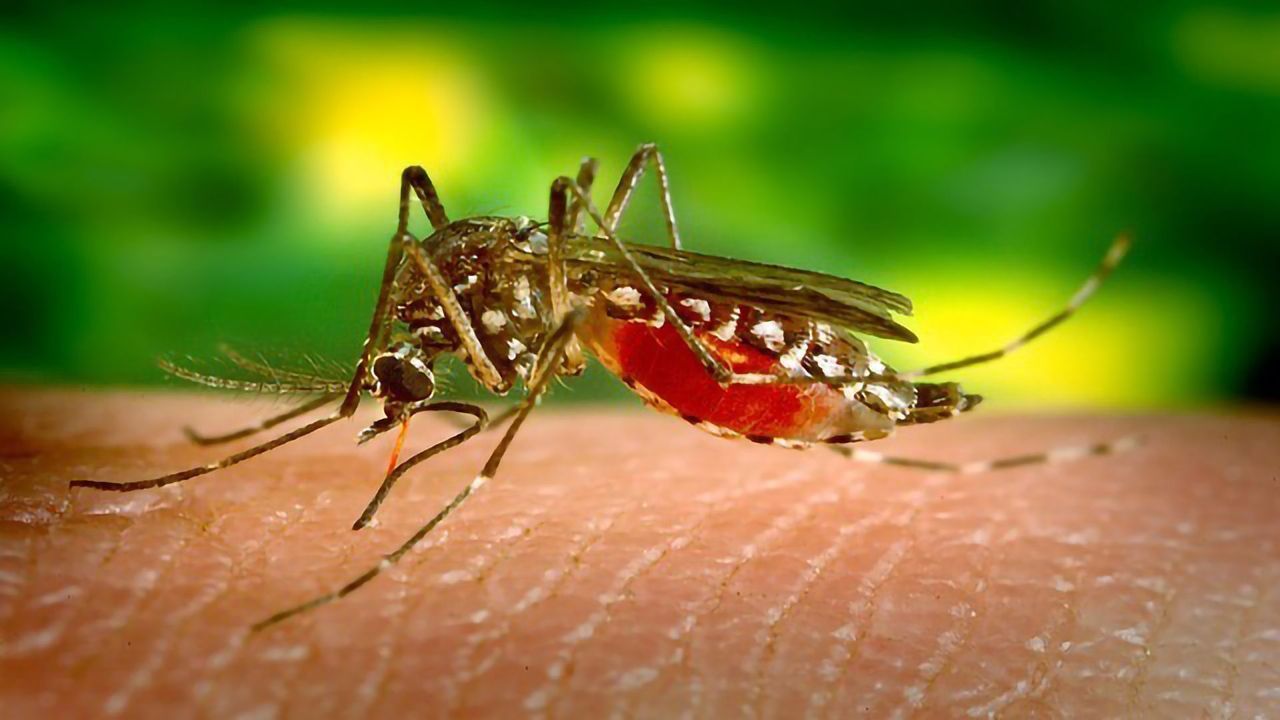 Tiny Mosquito, BIG Impact on Genomics Research