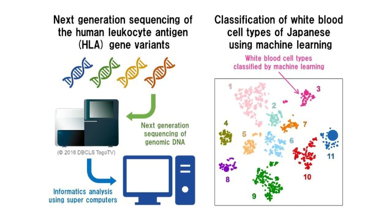 Big Data Helps Researchers Explore the Japanese Immune System