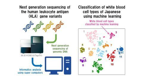Big Data Helps Researchers Explore the Japanese Immune System